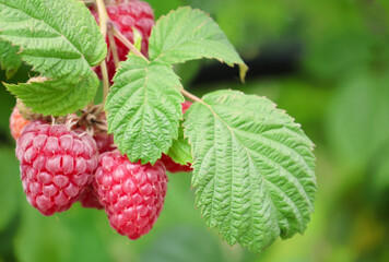 A close up photo of Raspberries growing on a raspberry bush in the UK