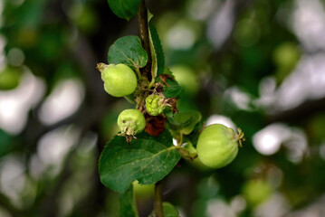 Green apples growing on branch in garden. Close-up of young fruit developing on an apple tree. Green apples ripening in orchard trees, surrounded by foliage and natural sunlight