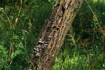 Mushrooms growing on a tree trunk in the forest in summer