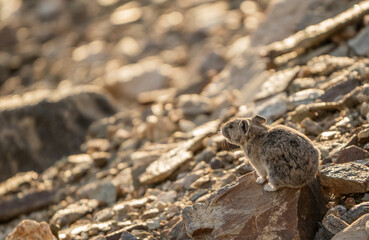 Pika Mid Chirp In Rocky Field
