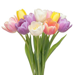 Fototapeta premium Beautiful Tulips Isolated On Clean White Background