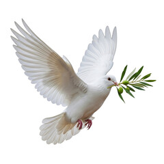 Fototapeta premium White dove with olive branch flying isolated on transparent background