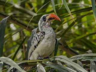 Western Red-billed Hornbill Perched in a Tree