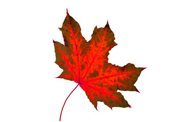 maple leaf in fantasy colors on white background