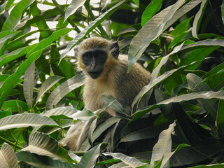 Sabaeus Monkey Looking at Camera