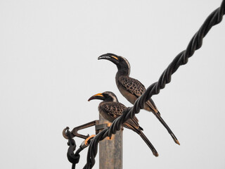Pair of African Grey Hornbills Perched on Wire
