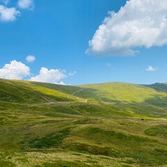 Fototapeta premium landscape with green grass and blue sky