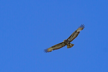 A Common Buzzard (Buteo buteo) soars with wings fully spread against a clear blue sky. This raptor’s graceful flight highlights its strength and precision.