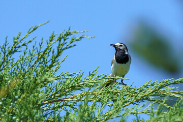 A White Wagtail (Motacilla alba) perches on an evergreen branch, its black and white plumage vivid against green foliage and sky. A peaceful wildlife moment.