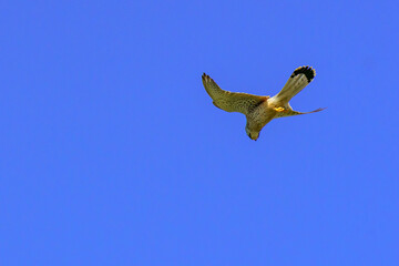 A Common Kestrel (Falco tinnunculus) hovers mid-air with wings spread and tail fanned, scanning the ground below. A striking raptor against a clear blue sky.