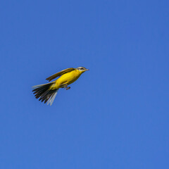 A Yellow Wagtail (Motacilla flava) soars through a clear blue sky, its vibrant yellow plumage and outstretched wings capturing the elegance of avian flight.
