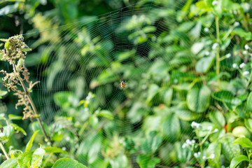 Eine Spinne in einem Spinnennetz
