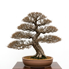 Obraz premium Bonsai Tree In Pot Isolated On White Background 