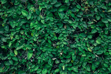 Beautiful nature background of vertical garden with tropical green leaf	