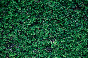 Beautiful nature background of vertical garden with tropical green leaf	