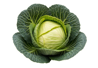Fototapeta premium Close-up view of a fresh head of cabbage, showcasing its vibrant green leaves surrounding a pale yellow-white head.