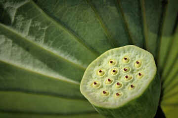 Pod