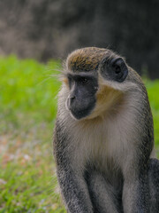 Portrait of Sabaeus Monkey