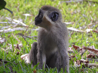 Young Sabaeus Monkey Looking Around