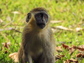 Sabaeus Monkey Looking Up