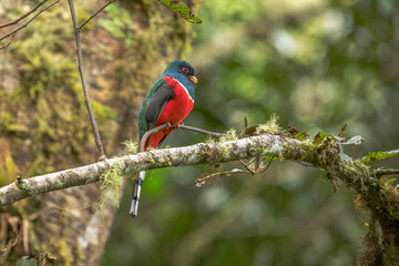 Collared Trogon - Trogon collaris, beautiful colored bird from Andean slopes of South America, Guango lodge, Ecuador