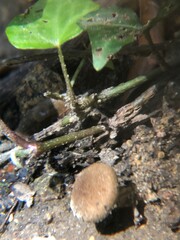 Photo naturelle plante animaux bonheur assurer