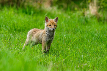 Cute Red Fox, Vulpes vulpes in fall forest. Beautiful animal in the nature habitat. Wildlife scene from the wild nature. Red fox running in orange autumn leaves