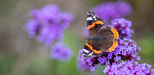 butterfly on purple flower in garden
