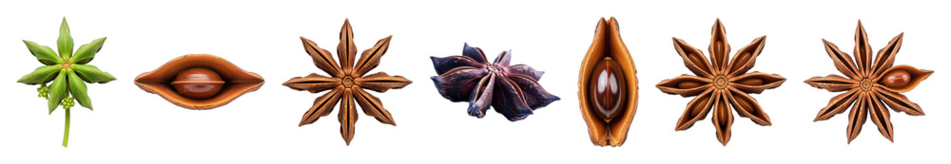 Star anise set including green, dried, whole, opened, and closed pods with seeds isolated. Aromatic culinary spice and ingredient.