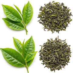 Fresh And Dried Tea Leaves Isolated On White Background