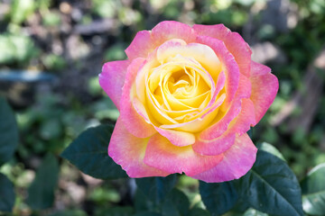 Beautiful rose in garden.