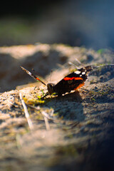 butterfly on a leaf