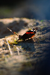 butterfly on the ground