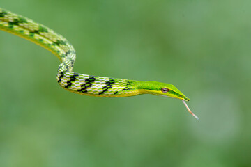A green vine snake is curious
