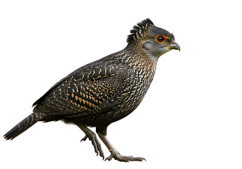 Fototapeta premium Detailed profile view of a speckled, dark-colored bird against a pure black background.
