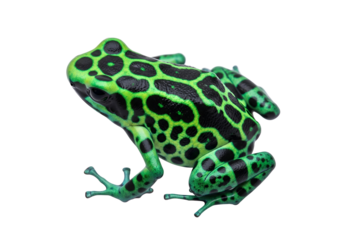 A vibrant, spotted poison dart frog, strikingly detailed, is highlighted against a pure black background.