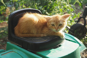 A ginger unhappy kitten sits outdoors, huddled and tense. He shows aggression danger appears. His...