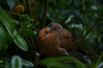 A Socorro dove (Zenaida graysoni) rests hidden among the bushes. 
The extremely close-up shot...