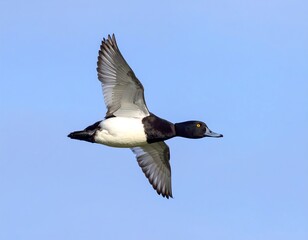Obraz premium Flying duck against a clear sky