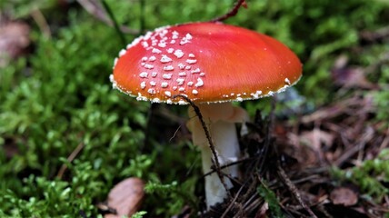 Red fly agaric mushroom (Amanita muscaria) in forest