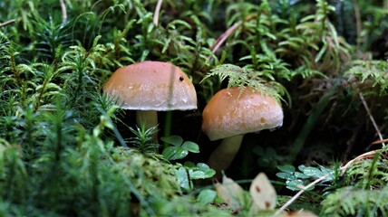 Two mushrooms growing in mossy forest ground