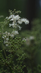 Small white meadow flowers in soft boken