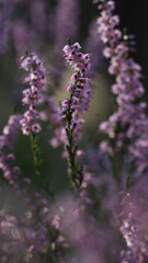 Fototapeta premium Delicate violet lavender flowers in soft focus