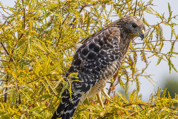 A Red Shouldered Hawk (Buteo lineatus) captured in Sweetwater Wetlands Park near Gainesville, Florida