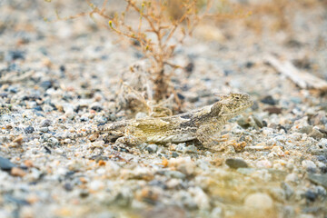 Camouflaged lizard with light colored pebbles