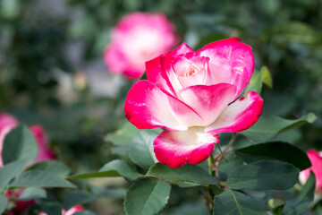 Beautiful rose in garden.