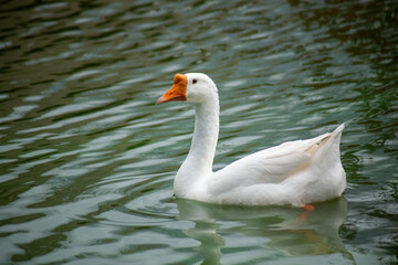 Chiang Mai deploys geese to tackle polluted moat