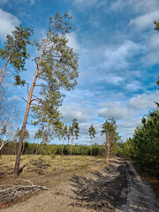 Coniferous trees in the beautiful forest. Pathway in the beautiful spring wood