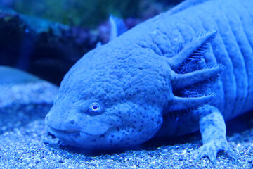 Axolotl, Ambystoma mexicanum, amphibian larva ambystoma, paedomorphic salamander