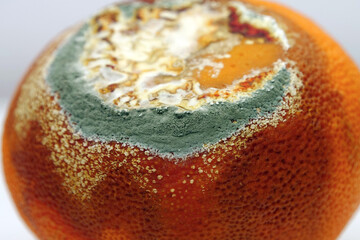 Overripe and rotten mandarin. Rotten tangerine covered with mold
